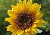 275px-A_sunflower.jpg